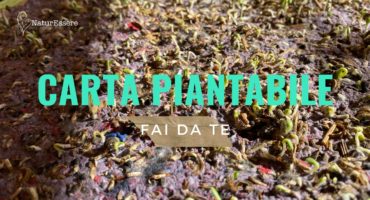 carta-piantabile-fai-da-te-blog-naturessere